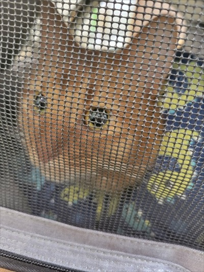 猫の医療費、こんなにかかる 