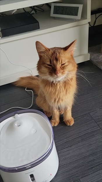 猫の医療費、こんなにかかる 