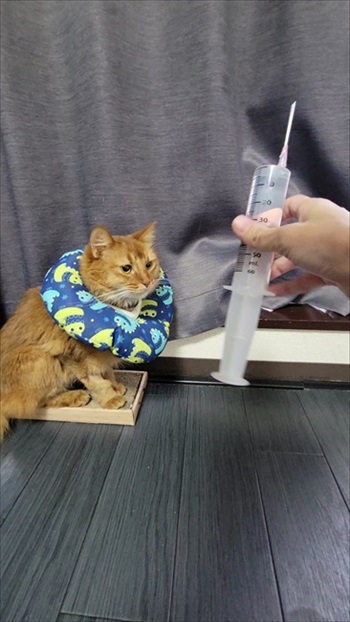 猫の医療費、こんなにかかる 