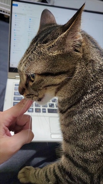 猫の医療費、こんなにかかる 