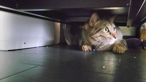 猫の医療費、こんなにかかる 