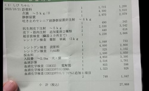 猫の医療費、こんなにかかる 