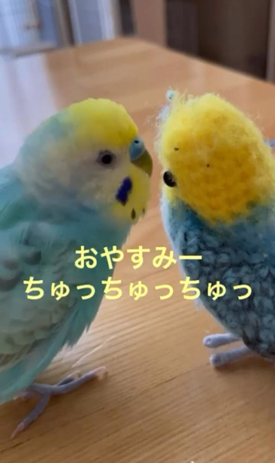 くーちゃんおやすみ