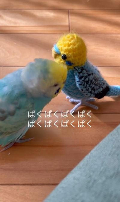 2回目のぱくぱく