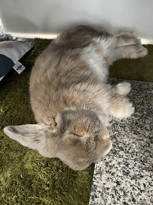 眠るせきとくん