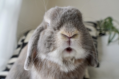 せきとくんアップ