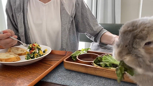 レタスを見せびらかす