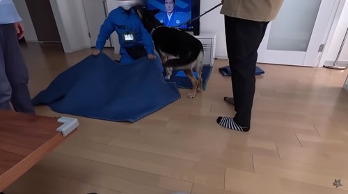 寄っていくシェパード