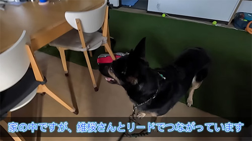 リードでつながってます