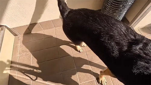 維桜さんしっぽ