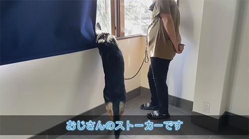 ストーカーになたシェパード