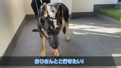 おじさんとこ行きたい犬のお顔