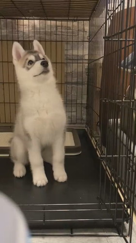 おてをする舌が出ちゃうみぞれちゃん