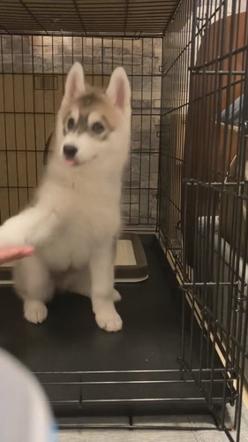 びしっとする犬