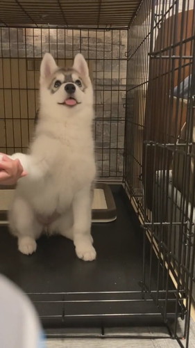 おてをする舌が出ちゃうみぞれちゃん