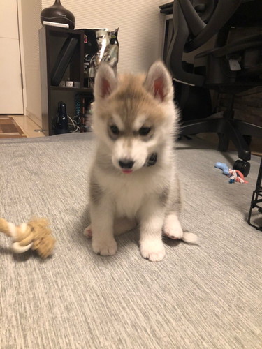 小さいころのみぞれちゃん