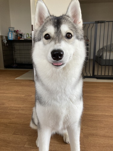 現在のみぞれちゃん