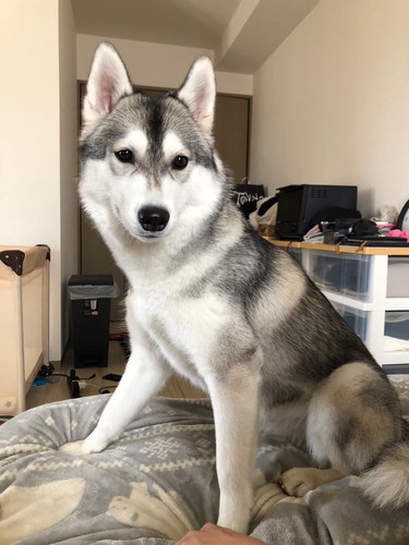 お散歩ですか？　みぞれちゃん