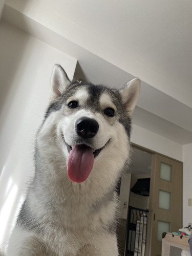 ペロペロみぞれちゃん