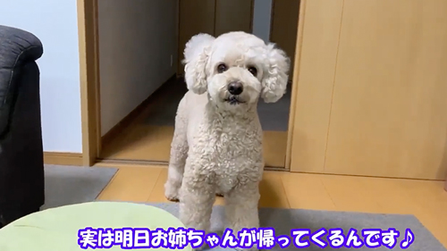 お姉ちゃんとの再会をよろこぶワンコ