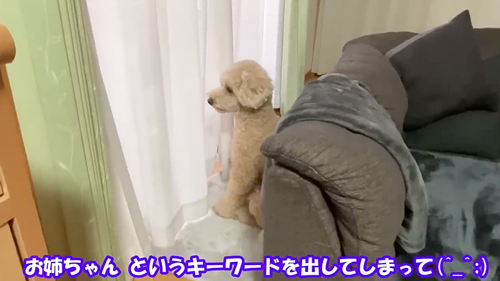 お姉ちゃんとの再会をよろこぶワンコ