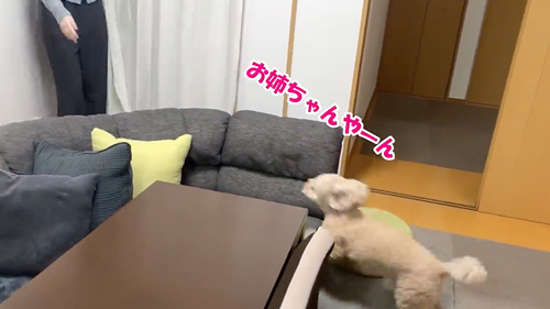 お姉ちゃんとの再会をよろこぶワンコ