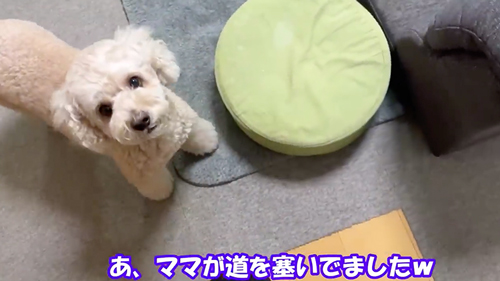 お姉ちゃんとの再会をよろこぶワンコ