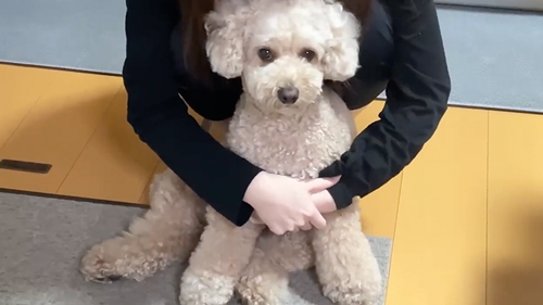 お姉ちゃんとの再会をよろこぶワンコ