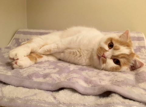 股に手を挟む猫ちゃん目くりくり