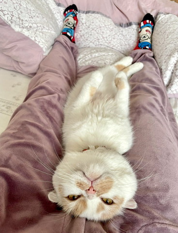 飼い主さんの足元に挟まる猫ちゃん