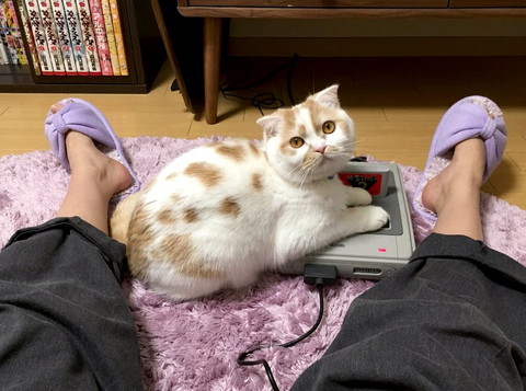 ゲーム機の上に猫ちゃん
