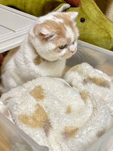 同じ柄の衣服に紛れる猫ちゃん