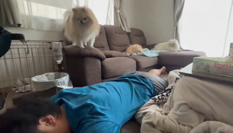 うつ伏せのパパを見るポメ