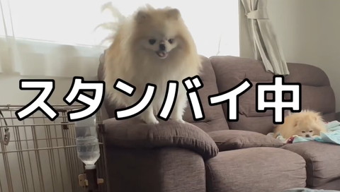 スタンバイ中テロップ