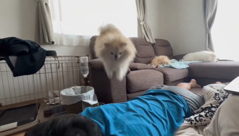 ジャンプするワンコ