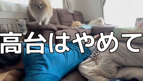 高台はやめてテロップ