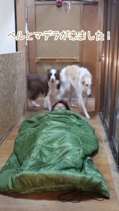 犬 ベルくん マデラちゃん ウノちゃん 廊下に寝袋 天国