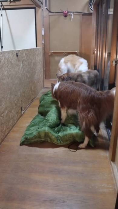 犬 ベルくん マデラちゃん ウノちゃん 廊下に寝袋 天国