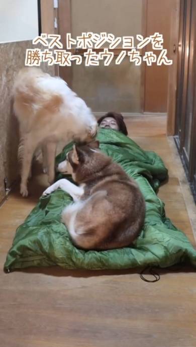 犬 ベルくん マデラちゃん ウノちゃん 廊下に寝袋 天国