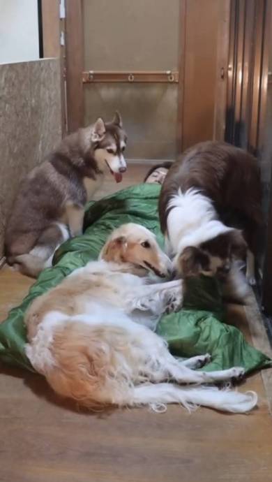 犬 ベルくん マデラちゃん ウノちゃん 廊下に寝袋 天国