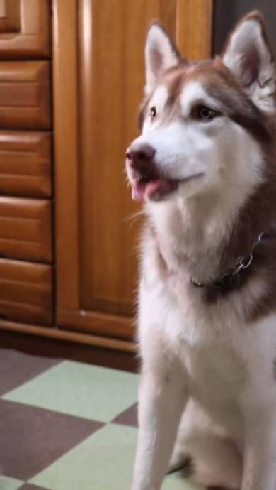 犬 ベルくん マデラちゃん ウノちゃん 廊下に寝袋 天国