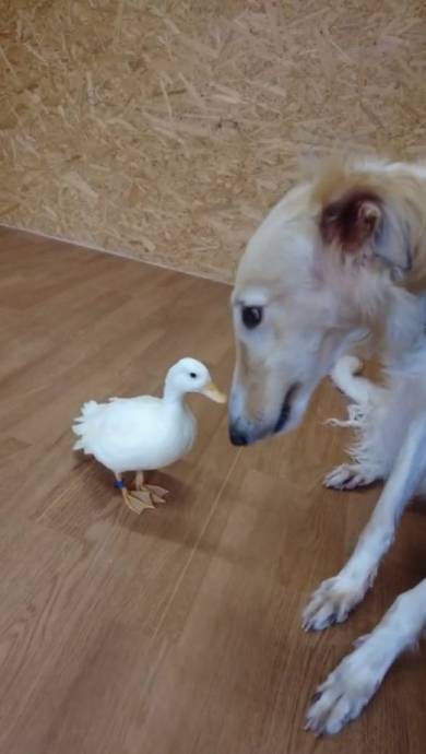 犬 ベルくん マデラちゃん ウノちゃん 廊下に寝袋 天国