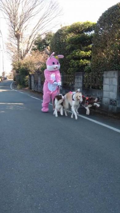 犬 ベルくん マデラちゃん ウノちゃん 廊下に寝袋 天国