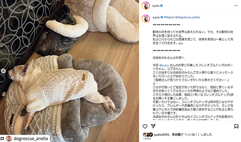 新しく家族になった2匹