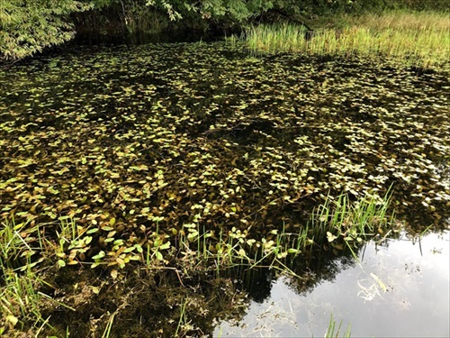 アメザリの暴威