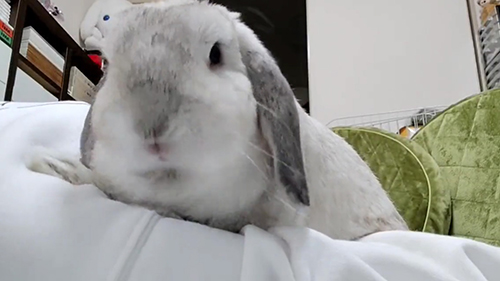 なで待ちむみくん