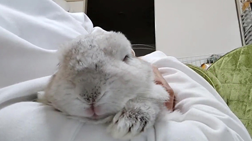 なでてもらってご満悦むみくん