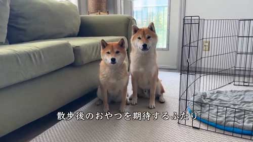 散歩後の柴犬