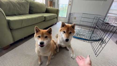 お手の前の柴犬