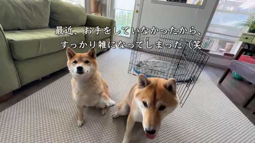 柴犬久しぶりのお手